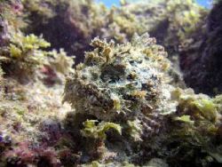 Lac Cai/Bonaire, Feb 2005 on a C5050 Olympus. He was sitt... by Marcel Consten 